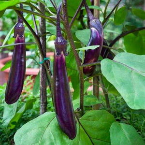 250 Long Purple Eggplant Seeds Heirloom
