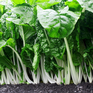 500 Fordhook Swiss Chard Seeds Heirloom