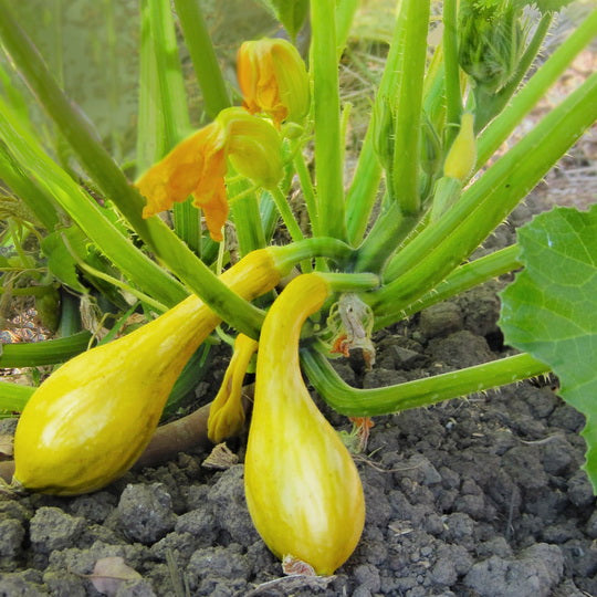 planting yellow crookneck squash seeds 100 Early Summer Crookneck Summer Squash Seeds – The Gardening World