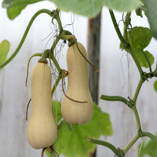 butternut squash plant seeds 100 Waltham Butternut Winter Squash Heirloom Seeds – The Gardening World