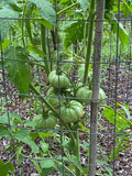 100 Cherokee Purple Organic Heirloom Tomato Seeds