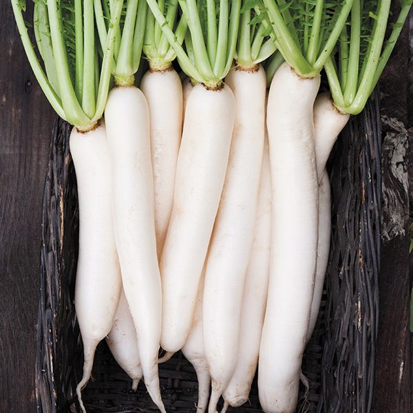 500 Daikon Radish Seeds Heirloom – The Gardening World