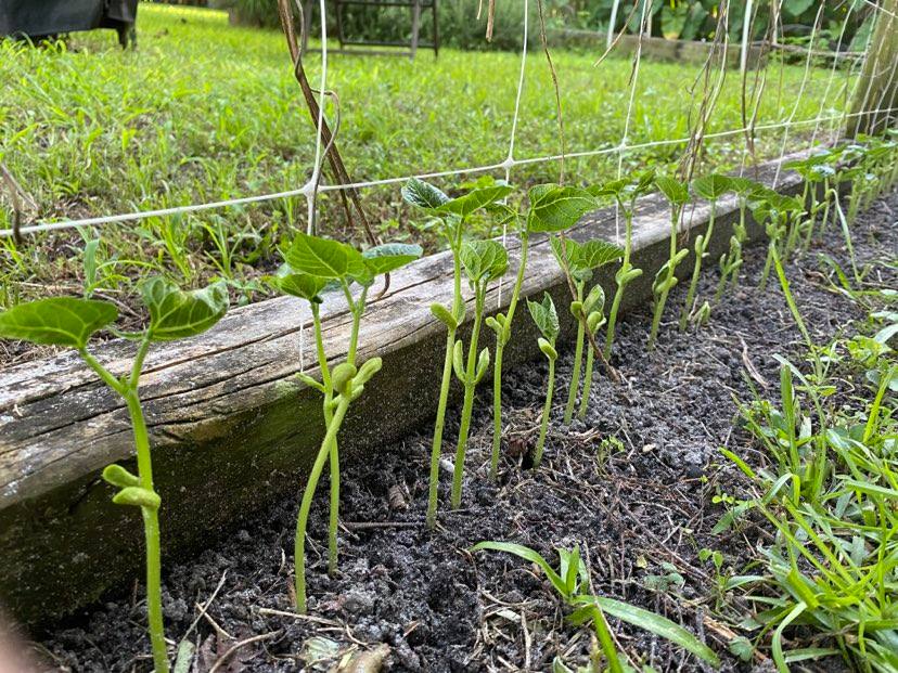 planting pole bean seeds 70 Blue Lake Pole Bean Seeds Stringless Heirloom – The Gardening World