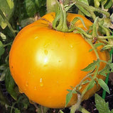 250 Golden Jubilee Heirloom Tomato Seeds