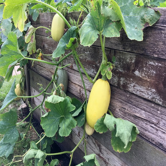 spaghetti squash seeds to plant 75 Spaghetti Winter Squash Heirloom Vegetable Seeds – The Gardening World