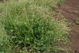 500 Burnet Herb Seeds Flower, Forage Flower, Herb Sanguisorba minor