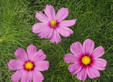 250 Cosmos ‘Gloria’ Flower Seeds Bipinnatus