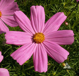 250 Cosmos ‘Pinkie’ Flower Seeds Bipinnatus