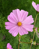 250 Cosmos ‘Pinkie’ Flower Seeds Bipinnatus