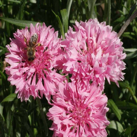 500 Tall Pink Bachelor Button Cornflower Flower Seeds