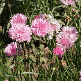 1oz Tall Pink Bachelor Button Cornflower Flower Seeds (Approx 5500 Seeds)