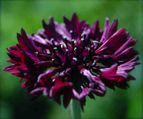250 Black Ball Purple Bachelor Button Cornflower Flower Seeds