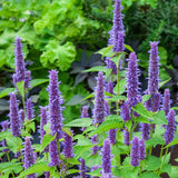 1000 Purple Lavender Hyssop Agastache foeniculum Seeds Mint Fragrant
