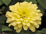 100 Zinnia "Isabellina" Flower Seeds Zinnia Elegans