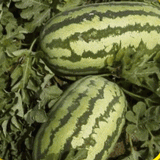 40 Jubilee Watermelon Seeds Heirloom