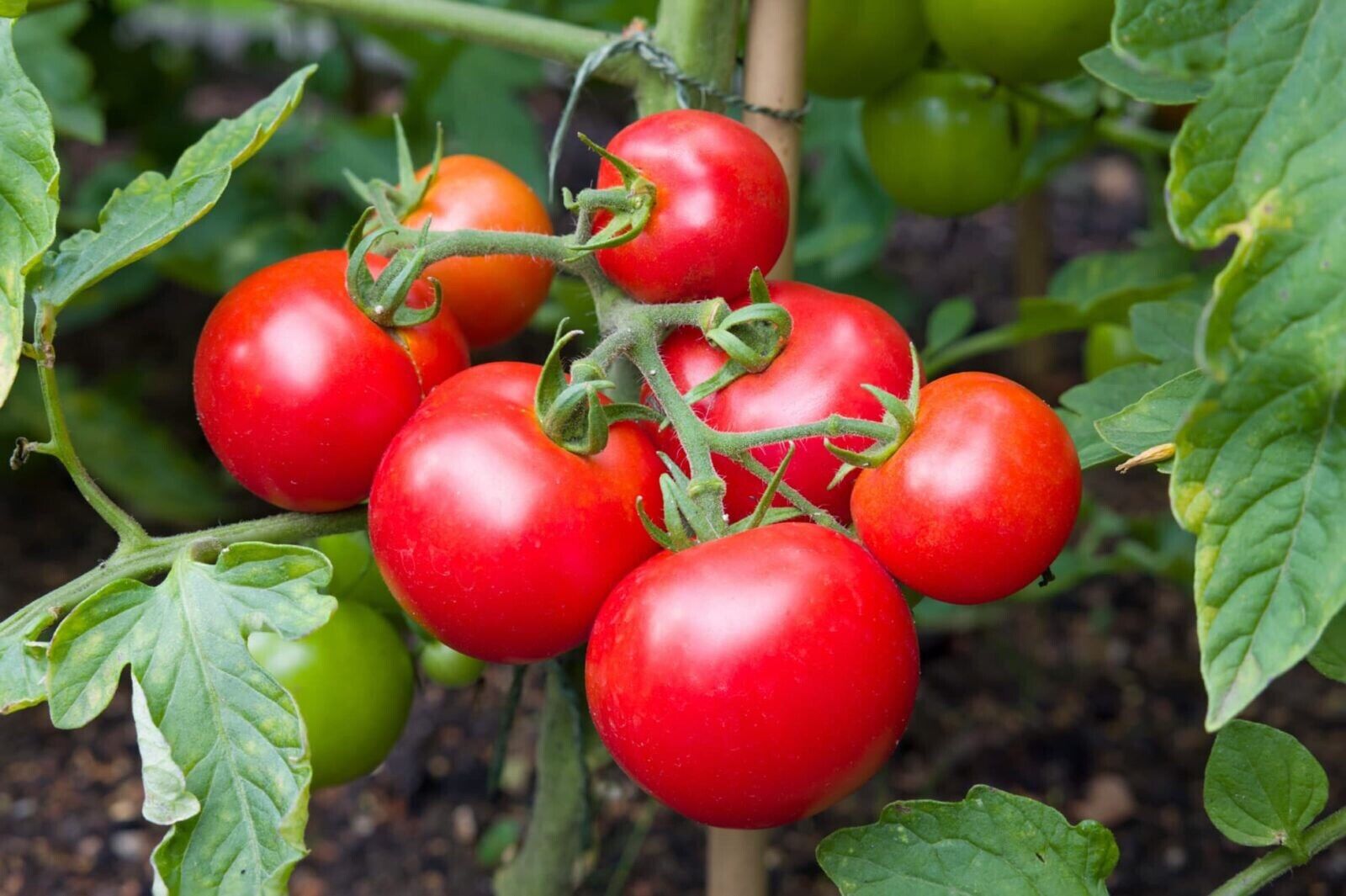heirloom money plant 250 Moneymaker Heirloom Tomato Seeds – The Gardening World