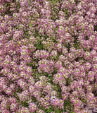 1000 Sweet Alyssum Seeds Dwarf Pink Lobularia Maritima (Ground Cover)