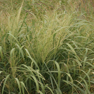 1000 Switchgrass Switch Grass Seeds ‘Kanlow’ Panicum virgatum