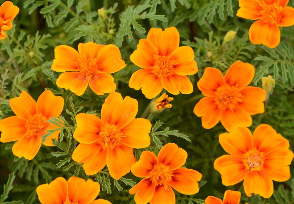 250 Signet Marigold Seeds 'Starfire Mix' – The Gardening World