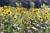 75 Sunflower ‘Lemon Queen’ Flower Seeds Helianthus annuus
