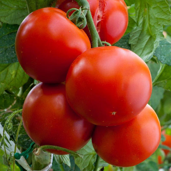 200 Floridade Heirloom Tomato Seeds