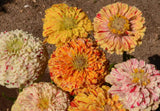 100 Zinnia "Peppermint Stick" Flower Seeds Zinnia Elegans