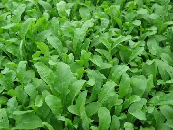 Arugula Roquette - Eruca sativa – Smart Seeds Emporium
