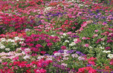 250 Verbena ‘Ideal Florist Mix’ Flower Seeds Verbena Hybrida
