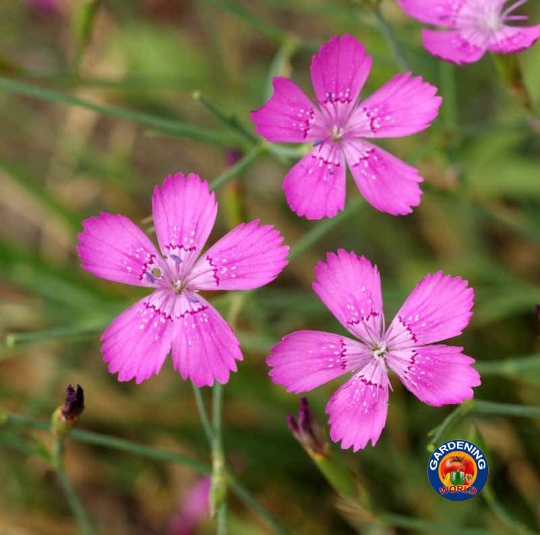 dianthus flower seed 1000 Mixed MAIDEN PINKS Flower Seeds Dianthus Deltoides Fragrant – The Gardening World