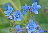 500 Blue Chinese Forget Me Not hound's tongue Flower Seeds Cynoglossum amabile