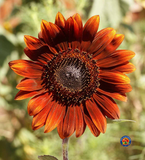 75 Sunflower ‘Velvet Queen’ Flower Seeds Helianthus annuus