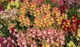 1000 Snapdragon Flower Seeds Giant Tetra Mix Antirrhinum Majus