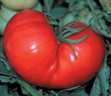 200 Beefsteak Tomato Heirloom Seeds lycopersicum
