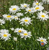 500 SHASTA DAISY "ALASKA" Chrysanthemum Maximum Flower Seeds