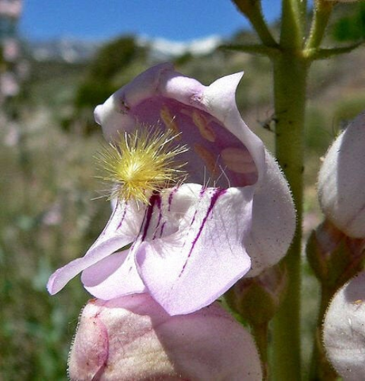 palmer's penstemon plants 250 Penstemon Pink Palmers Palmeri Flower Seeds – The Gardening World