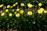 75 Calendula officinalis "Pacific Beauty Cream" Flower Seeds (Edible Marigold)