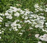 1000 White Yarrow Achillea Millefolium Flower Herb Seeds