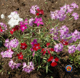 500 Fringed Pinks Dianthus Superbus Flower Seeds Fragrant