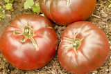 100 Cherokee Purple Organic Heirloom Tomato Seeds