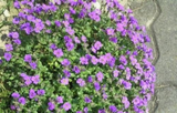 1000 PURPLE ROCKCRESS Aubrieta Deltoidea Flower Seeds (Ground Cover)
