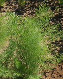 250 Fennel Seeds Culinary Vegetable Herb Foeniculum vulgare