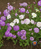 1000 CANDYTUFT Iberis Umbellata Mixed Colors Ground Cover Flower Seeds