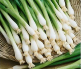 500 TOKYO LONG White Bunching Green Onion Seeds