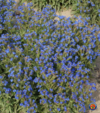 500 Blue Italian Alkanet Anchusa Capensis Flower Seeds