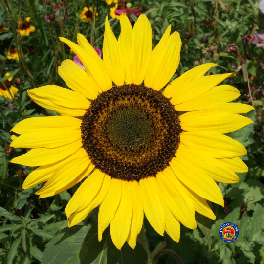 100 Sunflower ‘Sunspot’ Flower Seeds Helianthus annuus