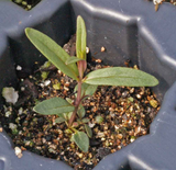 1000 Slender Mountain Mint Flower Seeds Pycnanthemum tenuifolium