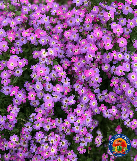 virginia stock flower seeds 3000 VIRGINIA STOCK MIX Malcolmia Maritima Flower Seeds