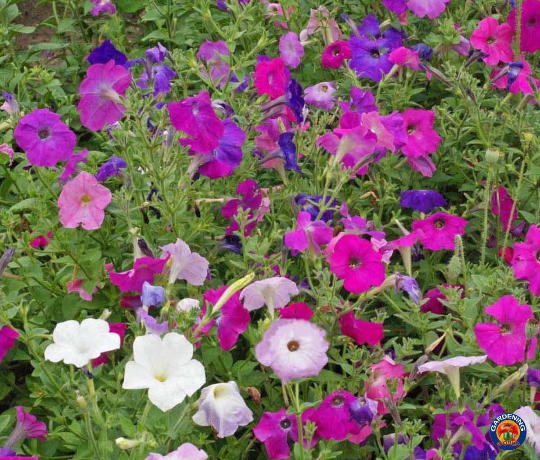petunia flower seed collection 1000 Petunia Flower Seeds Dwarf Mix Nana Compacta – The Gardening World
