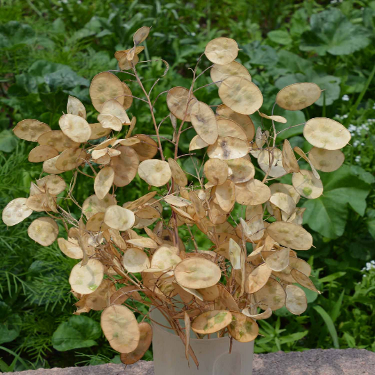 Silver dollar deals plants