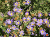 500 Prairie Aster Tahoka Daisy Seeds Violet Blue